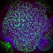 SAF~Neon Green Galaxia  Coral Frag WYSIWYG”, SPS, Live Coral Colony, Acro, Monti
