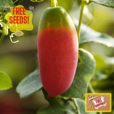 Fresh Ivy Gourd 10 Seeds | Pak Tum Lung | Heirloom Non-GMO | Asian Vegetable