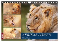 Afrikas LöWen 2027 (Wandkalender 2027 Din A4 Quer), Calvendo Monatskalender