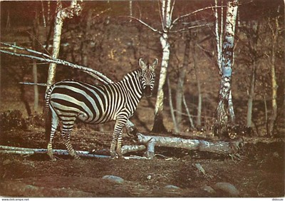 Tiere - Zebras - Zoo Safari del Laggo Maggiore - Staatliche Arona-Novara - CPM -