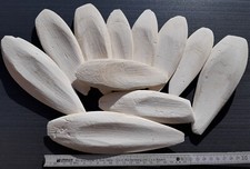 Auswahl große Sepiaschalen / ca. 15 - 20 cm ...