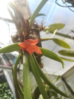 Ceratostylis retisquarma blühstarke kräftige Pflanze