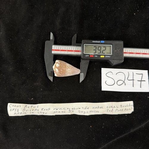 Conus Rattus Shell 39.2mm Seychelles 1980 (S247)