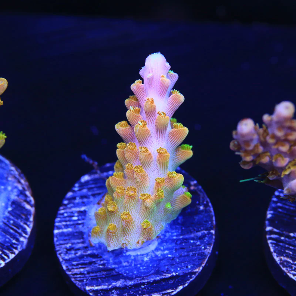 TSA Orangesicle Acropora Coral eBay