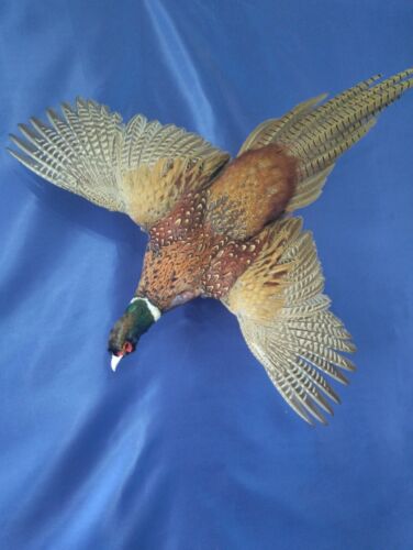 Stuffed Pheasant Taxidermy  - Picture 1 of 5