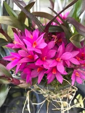 Orchidée Dendrobium Hibiki 1 plante fleur taille rare collection orchidée