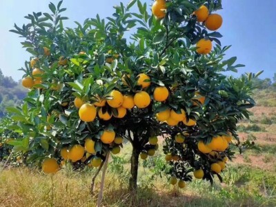 23 Sweet Orange Tree Seeds Free shipping | eBay