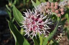Showy Milkweed Seeds, Asclepias, Butterfly Weed, Easy Grow, FREE SHIPPING