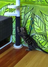 Monkee Tree Cat Scratch Patch