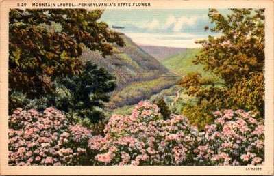 Postcard Pennsylvania PA  State Flower Mountain Laurel