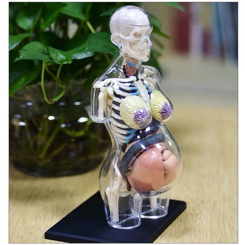 海外製人体模型　妊婦 Human Body Anatomy Assembly Model Medical Teaching Pregnant Woman