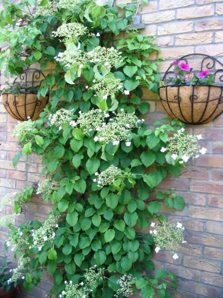 50 White Climbing Hydrangea Seeds – Anomala Petiolaris Vine Plant  