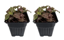 Pink Veined Nerve Plant - Fittonia - Easy House Plant - 2 Pack / 3" Pots
