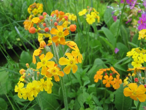 Etagenprimel Primula bulleyana Primel 10 Samen Teichpflanze, SumpfPrimel, Teich - Bild 2 von 3