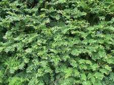 YEW DARK GREEN SPREADER CUTTINGS NOT ROOTED SET OF 12+