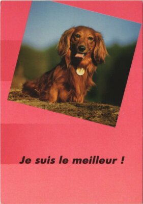 CPA AK Dackel DOG (1178954)