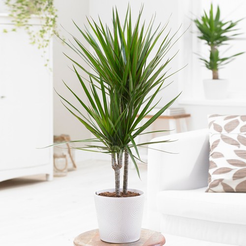 Dragon Tree Large Indoor House Plant Real Evergreen Tall Exotic Big Rare Plants - Picture 10 of 29