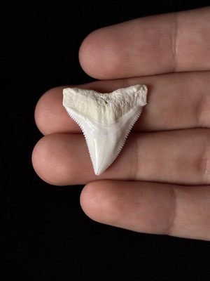 1 3/16'' (1.19'') HUGE Modern Bull shark tooth, UPPER JAW ANTERIOR. Almost 1 1/4''!