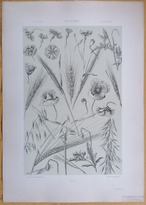 Seder Large Print Die Pflanze Art Nouveau Wheat Oat Cornflower - 1886