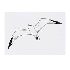 'Seagull' Temporary Tattoos / Transfers TO00043226 