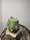 Echinocactus Glaucus Inermis #236 Grafted Rare Live Cactus Plant — photo 6