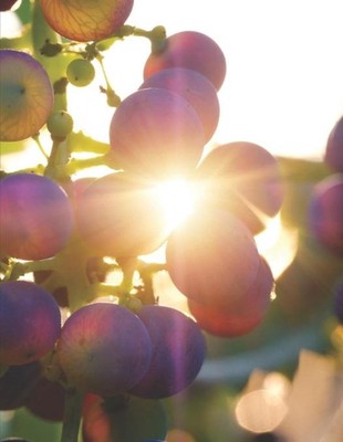 Mein eigener Wein: Dein pers?nliches Buch f?r die Weinherstellung zum selber aus