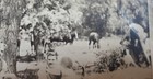 Spanish American War or Later Military Photo. Soldiers with Cavalry Horse. Lot 1 — photo 5