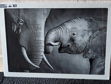 Glass Bild Elefanten