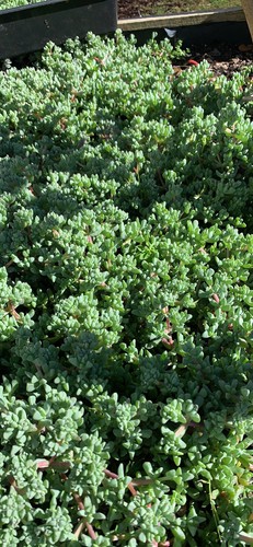 succulents 25 Cuttings + Baby Plants With Roots - Picture 10 of 12