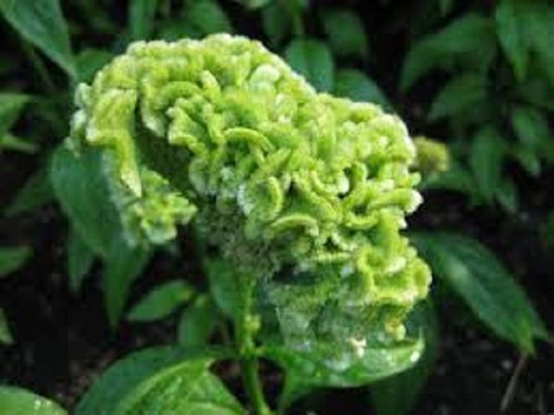 30+ graines de fleurs en peigne de coco vert citron vert Celosia / semis annuel - Photo 1 sur 1