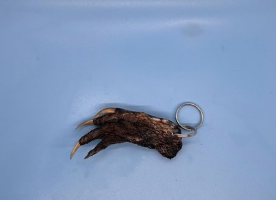 Genuine Medium Alligator Foot Keychain Louisiana