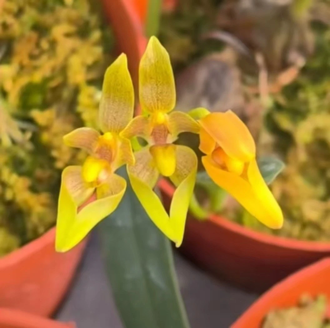 Borneo Bulbophyllum thiurum Rare Species Orchid Blooming Size Mounted
Opens in a new window or tab