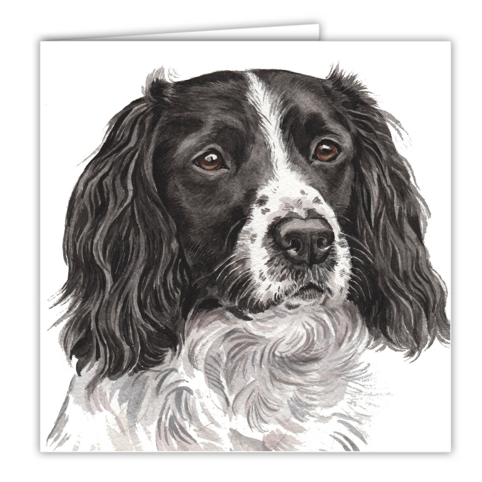 Springer Spaniel greetings card dog blank card dogs Springer Spaniels Springers