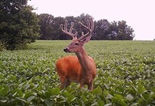 5 Lb Dwarf Essex Rape SEED Forage Food Plot Bulk DEER turkey attractant BIRDS