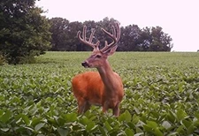 5 Lb Dwarf Essex Rape SEED Forage Food Plot Bulk DEER turkey attractant BIRDS 
