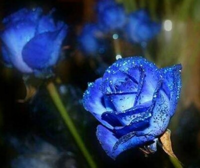 20 graines de Rosier rose BLEU ROYAL - 20x ROYAL BLUE Rose
