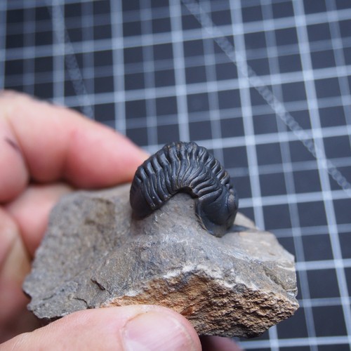 Morocconites malladoides Trilobite Devonian Trilobiten Arthropods - Picture 9 of 23