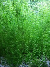 Pearl Weed - 25 Stems - Live Aquarium Plant