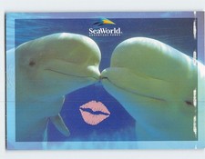 Postcard Kiss From Two Beluga Whales at Sea World USA