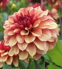 Creme de Cognac Decorative Dahlia - Blue Buddha Farm - Easy to Grow Plant