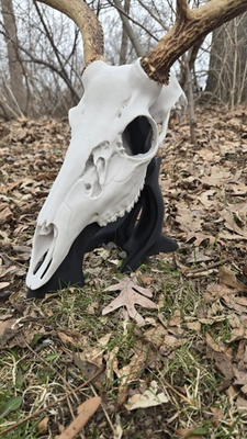 #ad #ad whitetail deer european mount skull $55.00