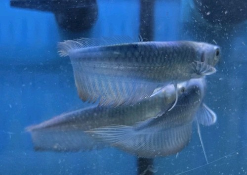 Blueberry Colored Arowana 5" To 6" Inch Live Fish . Imported Thailand. - Picture 13 of 16