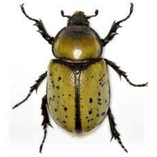 Dynastes tityus FEMALE hercules beetle Indiana USA