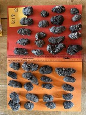 40 X Wild Barn owl Pellets