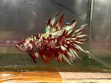 Live Betta Fish Halfmoon Barongsai Male HM05 From Indonesia