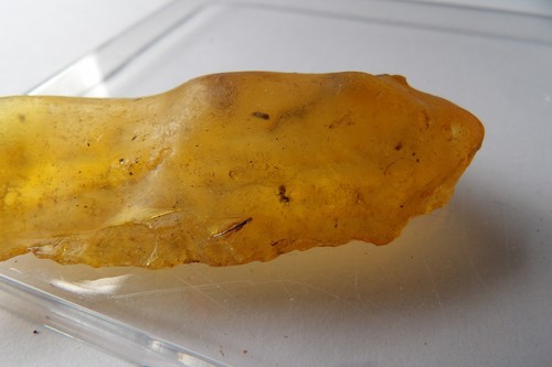 Copal Amber with Insect and Plant Inclusions, Natural Fossil Resin Madagascar - Picture 26 of 41