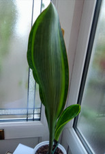 Sansevieria Masoniana Victoria Variegated Rare 1 x Rhizome  With Roots 45cm Tall