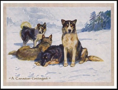 SIBERIAN HUSKY SLEDGE DOGS DOG ART PRINT POSTER