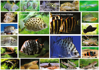 AQUALOG Fold Poster Brackish Water Fishes