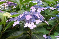 HYDRANGEA SHRUB BLUEBIRD PINK-BLUE FLOWERS 9 CM POT LACECAP FLOWERING PLANT